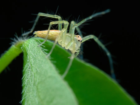 Young lynx spider on the leaf