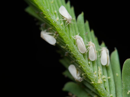 Colonies of whiteflies and clusters of their eggs on the leavesの写真素材