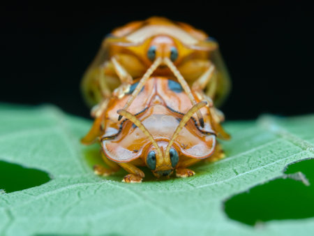 Yellow tortoise beetles mating on the leafの写真素材