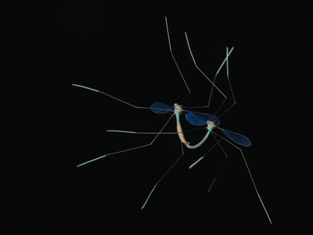Crane fly mating while hang on the webの写真素材