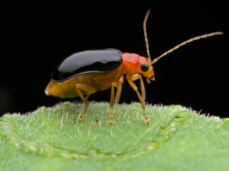 Leaf beetle on the hairy leafの写真素材