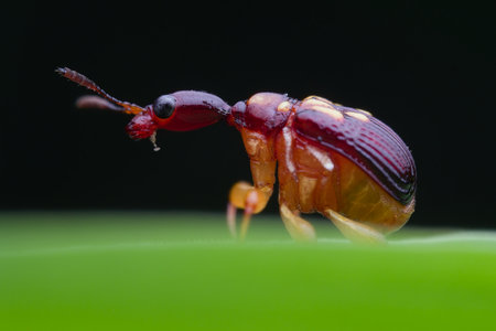 Leaf rolling  weevils on the grassの写真素材
