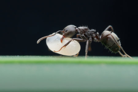 Black garden ant carrying their egg on the leafの写真素材