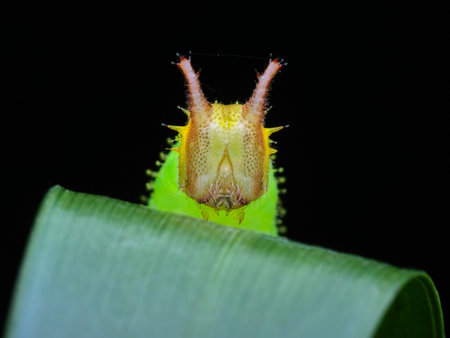 Closeup green caterpillar on the leafの写真素材