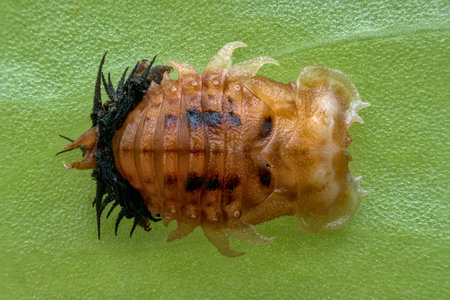 Tortoise beetle larvae starting to became a nymph seen from the topの写真素材