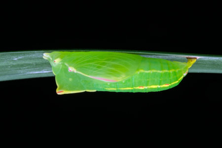 Butterfly larvae begin to pupate under the leaf seen from the sideの写真素材