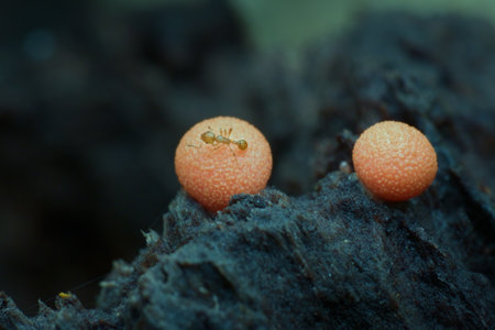 Little ant on the wolf's milk amoeba on the rotten woodの写真素材