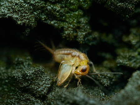 Bush cricket cleaning its body in the mossy woodの写真素材