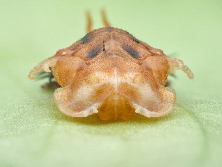 Tortoise beetle larvae starting to became a nymph seen from the frontの写真素材
