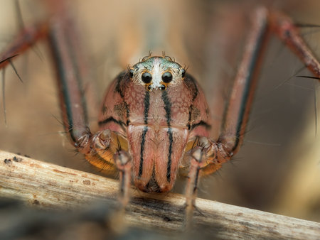 Closeup lynx spider lost his front legs on the ground