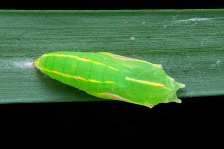 Butterfly larvae begin to pupate on the leafの写真素材