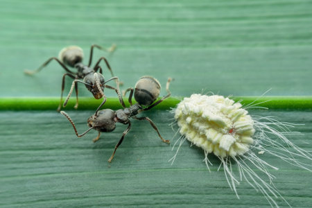 Black garden ants and mealy bug doing symbiosis mutualism on the leafの写真素材