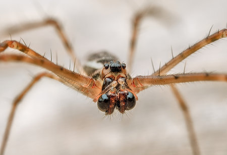 Closeup spider on the deried banana leaf