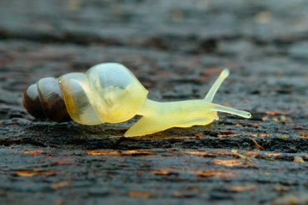 Miniature Awlsnail on the woodの写真素材