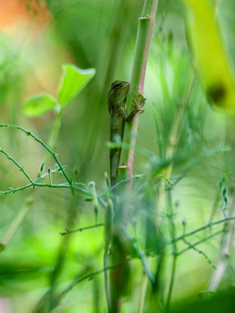Asian garden lizard in the bushes with a pose like she's sadの写真素材