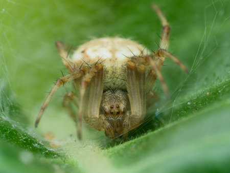 Orb weaver spider in the web nest on the green leafの写真素材