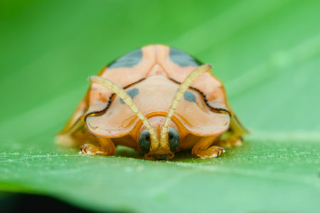Tortoise beetle on the leaf seen from the frontの写真素材