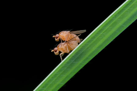 Fruit fly mating on the grassの写真素材