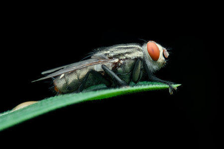 Flesh fly pup while perched on the leafの写真素材