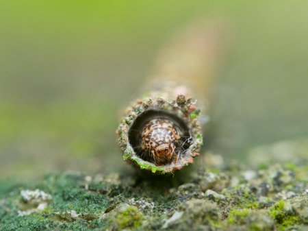 Bagworms look like they are sleeping in a sleeping bag on the mossy groundの写真素材