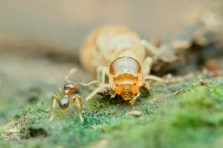 Little ant and termite on the mossy ground