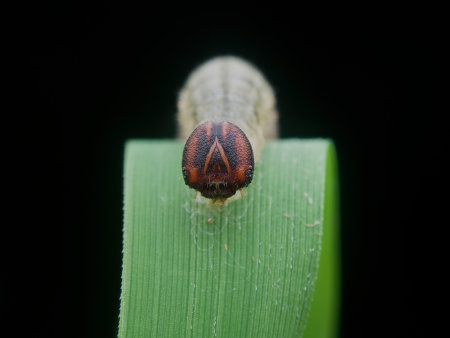 Caterpillar on the grass