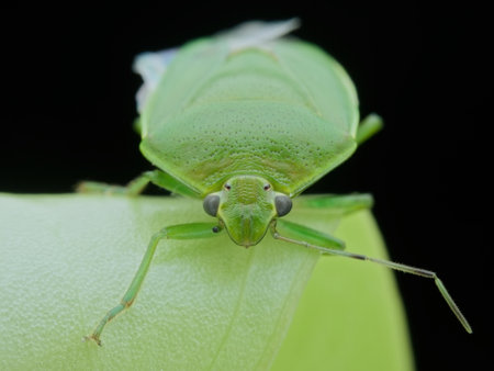 Green bug with broken atenna on the leaf