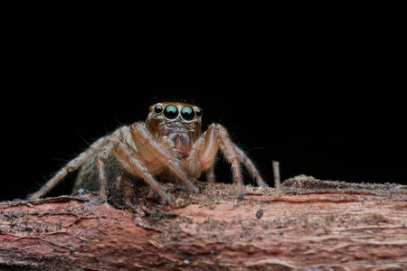 Cute jumping spider on the branch