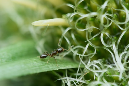 Littel black ant on the grass pistil