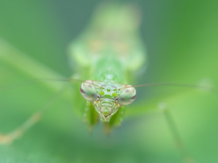 Ant mantis on the leaf