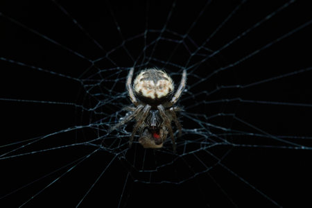 Orb spider eat prey in the web nest with black background