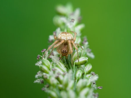 Orb weaver spider on the grass flowersの写真素材