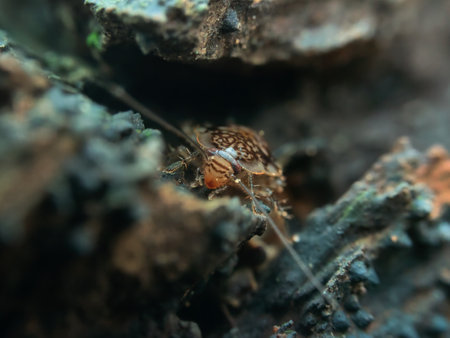 Cockroach cariblatta nymph in the rotten wood seen from the frontの写真素材