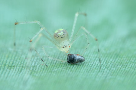 Comb footed spider eat newly hatched small wasp on the banana leaf