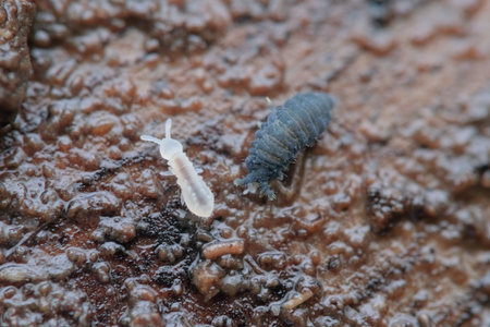Two sprintail on the wet groundの写真素材