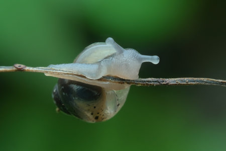 Bush snail walking on dry twigsの写真素材