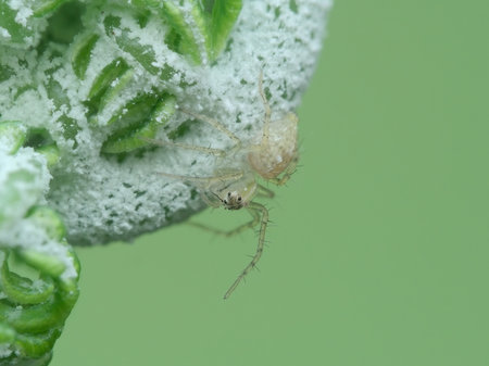 Beautiful lynx spider juvenile under the fern shootsの写真素材