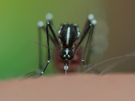 Asian tiger mosquito suck human blood from the skinの写真素材