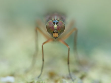 Medetera flie on the sandy ground from front view