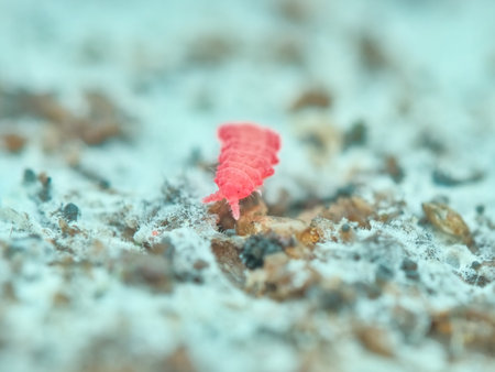 Cute red springtail on the rotten wood from front viewの写真素材
