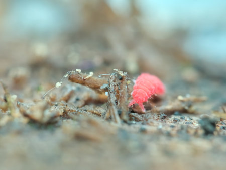 Red springtail on the rotten wood from front viewの写真素材