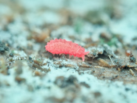 Red springtail on the rotten wood from top viewの写真素材