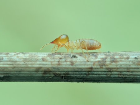 Termite on the dried grass from side viewの写真素材