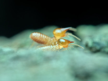 Two termites on the rotten wood from side view