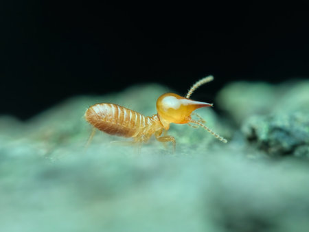 Termite from side viewの写真素材