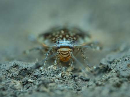 Cockroach nymph on the dried ground from front view