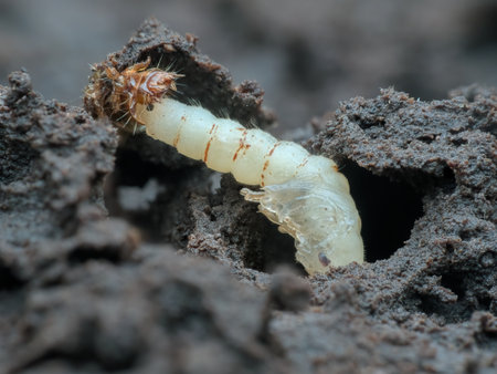 Insects larvae moulting on the groundの写真素材