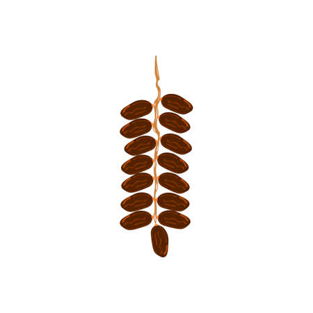 Dates fruit with stalks, healthy food, dates for iftar, breaking fast, symbol/icon for the month of Ramadanのイラスト素材