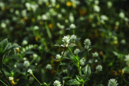 beautiful white little flower that leaves green on the flower bedの写真素材