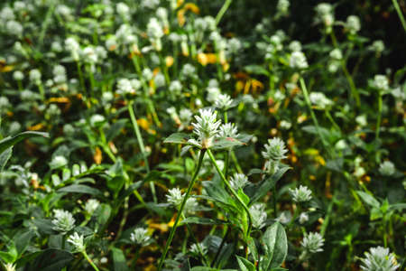 beautiful white little flower that leaves green on the flower bedの写真素材